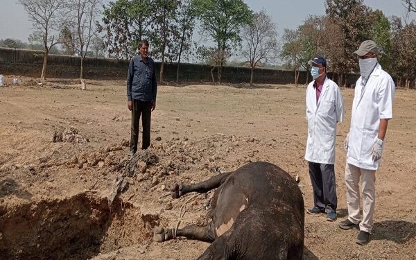 कलियाबेड़ा गौशाला में सनकी सांड को दफनाने के लिये किया गया गड्ढ़ा.