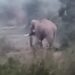 गिद्दीबेड़ा में घूम रहा जंगली हाथी