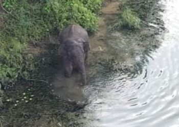 पानी पीते हुये कैमरे में कैद हाथी.