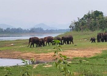 गांव में विचरण करता हाथियों का झुंड.