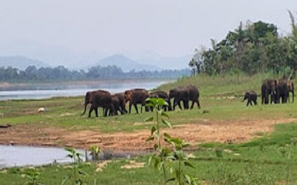 गांव में विचरण करता हाथियों का झुंड.