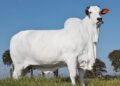 ब्राजील में 40 करोड़ रुपये में बिकने वाली भारतीय नस्ल की गाय.