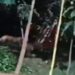 कदमा के बायो डायवर्सिटी पार्क में चहल कदमी करता तेंदुआ.